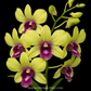 Dendrobium Thongchai Gold #338 Orchid Plant - FF