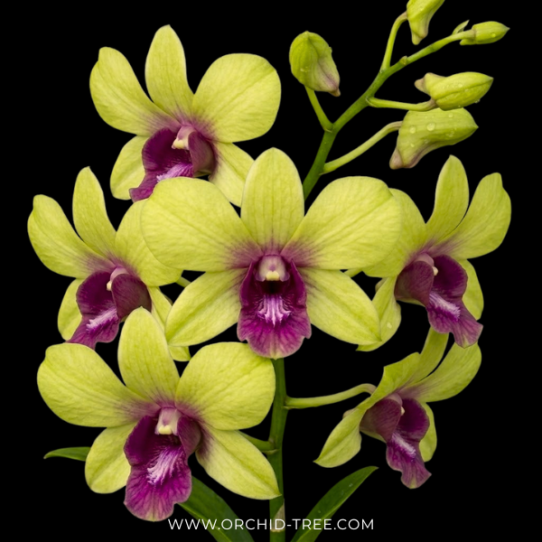 Dendrobium Thongchai Gold #338 Orchid Plant - FF