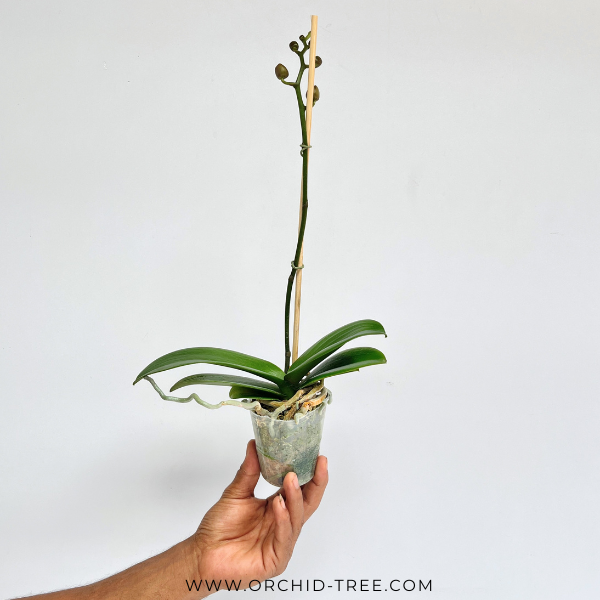 Phalaenopsis Wineberry Orchid Plant - FF