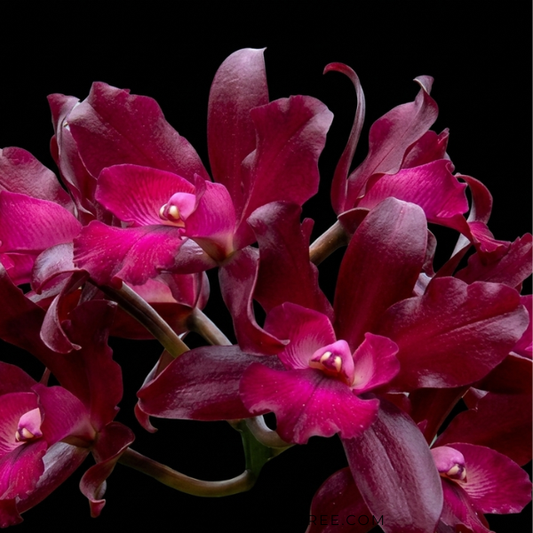 Cattleya (Ctt.) Netrasiri Dark Prince Orchid Plant - BS - Buy Orchids Plants Online by Orchid-Tree.com