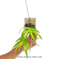Dendrobium crepidatum Sp. Orchid Plant - BS
