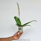 Phalaenopsis Pink Icing Orchid Plant - FF
