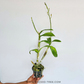 Dendrobium Sonia Red Orchid Plant - FF