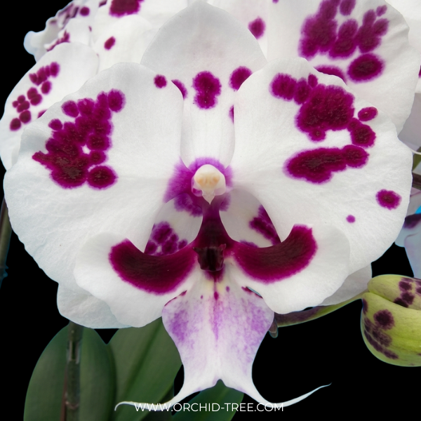 Phalaenopsis Fuller's Al-Plus Orchid Plant -FF