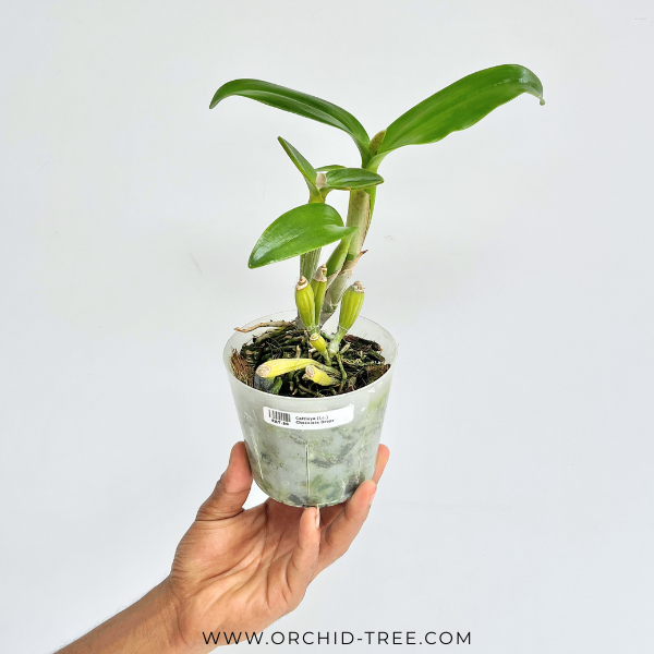 Cattleya (Lc.) Chocolate Drops Orchid plant - BS