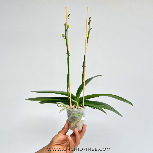 Phalaenopsis Moonlight Orchid Plant - FF