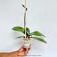 Phalaenopsis OX Black Face Orchid Plant - FF