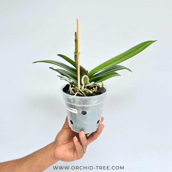 Phalaenopsis SKB Black Lace Orchid Plant - FF - Buy Orchids Plants Online by Orchid-Tree.com
