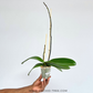 Phalaenopsis Sunshine Coast Orchid Plant - FF