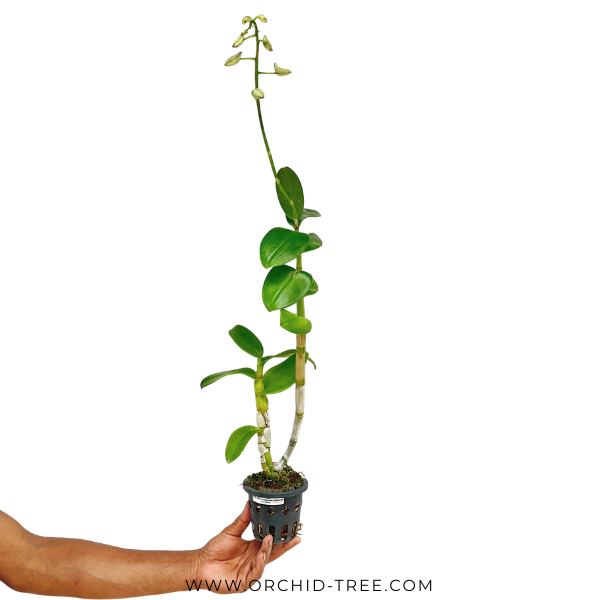 Dendrobium Indonesia Raya Blue Orchid - FF