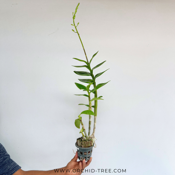Dendrobium Rabbit Prince Orchid Plant - FF