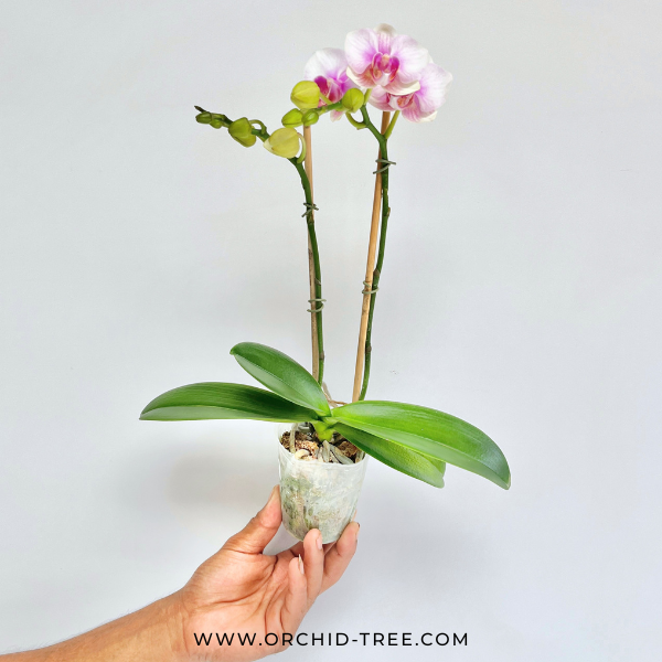 Phalaenopsis Clone Fancy Orchid Plant - FF
