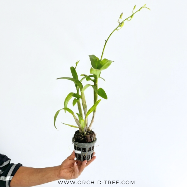 Dendrobium King Dragon Pink Orchid Plant - FF