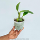 Cattleya White Bridal Orchid Plant - BS