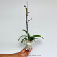 Phalaenopsis Fuller's Al-Plus Orchid Plant -FF