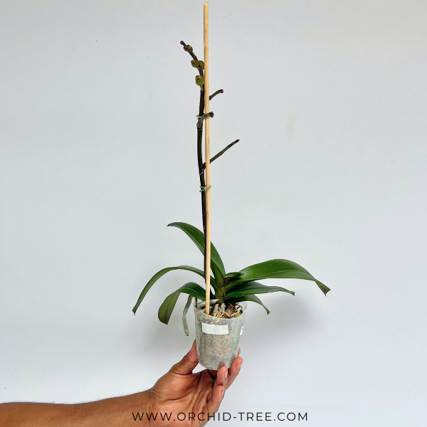 Phalaenopsis Fuller's Al-Plus Orchid Plant -FF