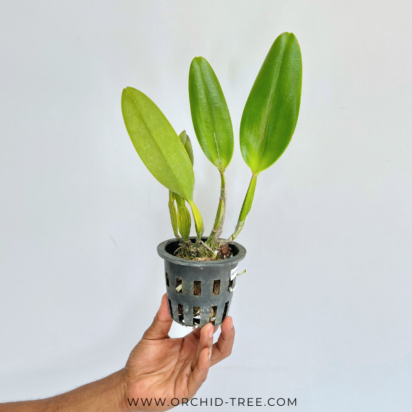 Cattleya NP Ruby Orchid Plant - BS