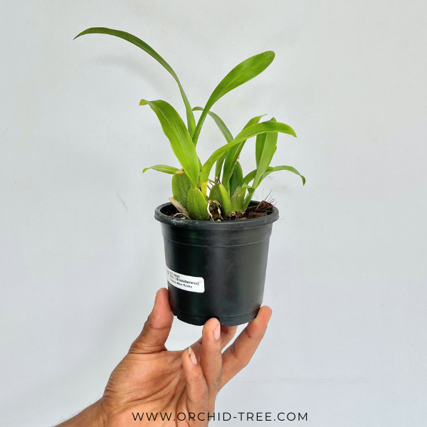 Oncidium ( Brassidomesa) Tzeng Wen Spots - MS