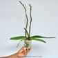 Phalaenopsis Lianher Duo Er-Guen Orchid Plant - FF
