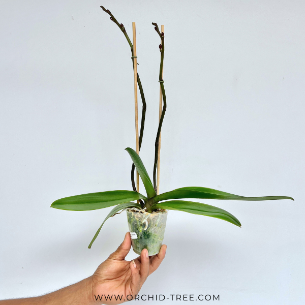 Phalaenopsis Lianher Duo Er-Guen Orchid Plant - FF