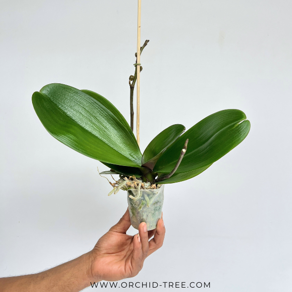 Phalaenopsis Sesame Orchid Plant - FF