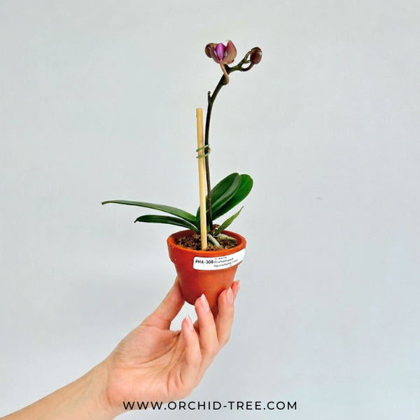 Phalaenopsis Younghome Coco Orchid Plant (Mini) - FF (With Terracotta Pot)