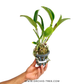Cattleya Yuan Dung Python Orchid Plant- BS