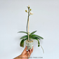 Phalaenopsis Kingcar Dalmatian Orchid Plant - FF