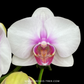 Phalaenopsis Clone Fancy Orchid Plant - FF