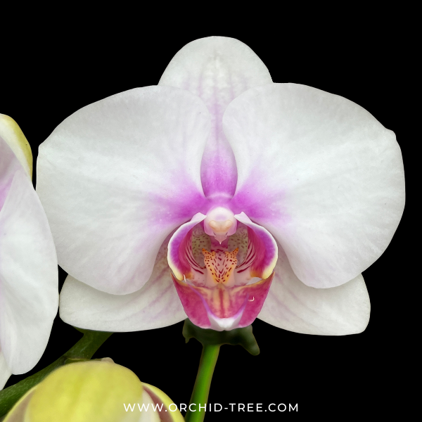 Phalaenopsis Clone Fancy Orchid Plant - FF
