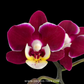 Phalaenopsis Younghome Coco Orchid Plant (Mini) - FF (With Terracotta Pot)
