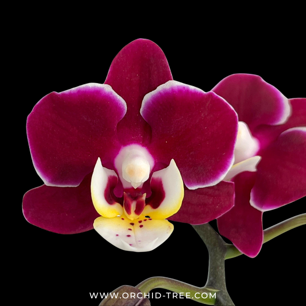 Phalaenopsis Younghome Coco Orchid Plant (Mini) - FF (With Terracotta Pot)