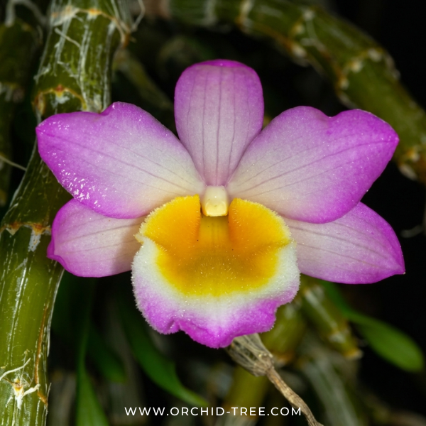 Dendrobium crepidatum Sp. Orchid Plant - BS