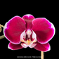 Scarlet heart | Phalaenopsis Orchid Gift