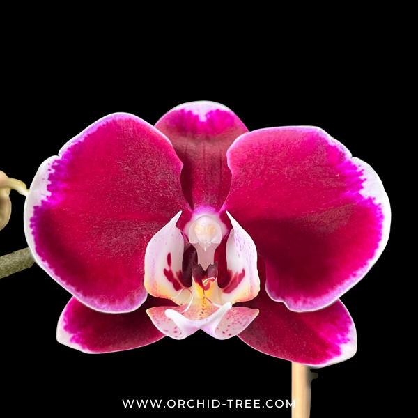 Scarlet heart | Phalaenopsis Orchid Gift