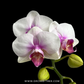 Phalaenopsis Clone Fancy Orchid Plant - FF