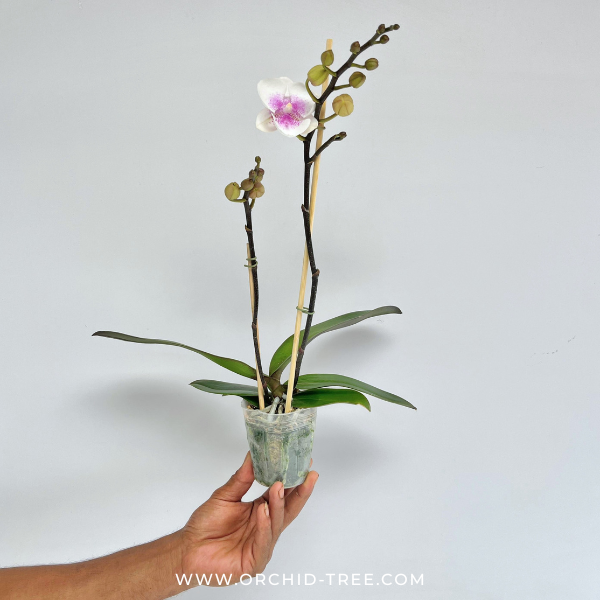 Phalaenopsis 'SOGO F8603' Orchid Plant - FF