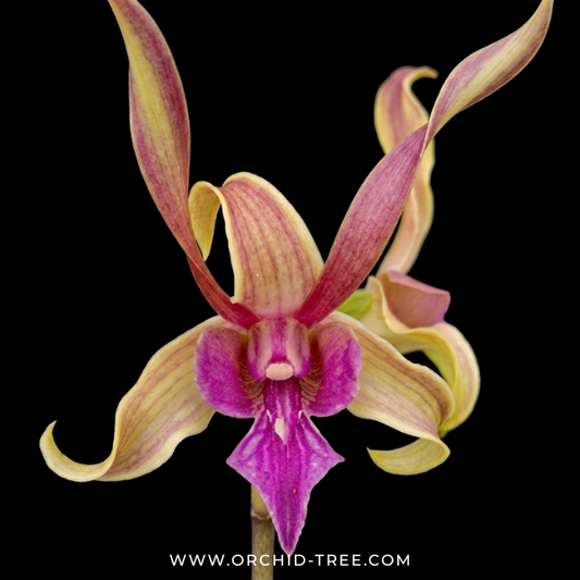 Dendrobium Caesar Candy #10 Orchid Plant - FF