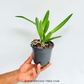 Cattleya Amron lmpression Orchid Plant - NBS