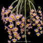 Dendrobium crepidatum Sp. Orchid Plant - BS