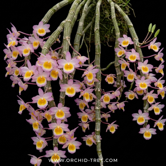 Dendrobium crepidatum Sp. Orchid Plant - BS