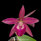 Cattleya Amron lmpression Orchid Plant - NBS