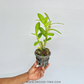 Dendrobium Love Memory Fizz Orchid Plant - BS