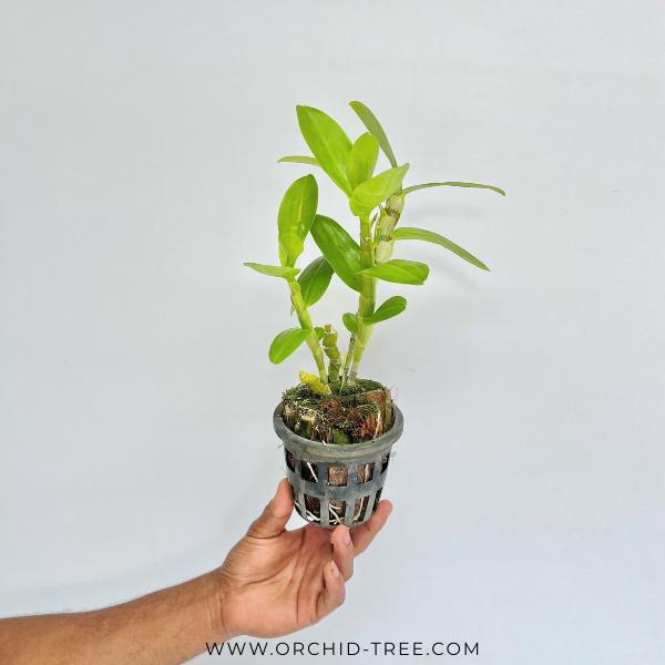 Dendrobium Love Memory Fizz Orchid Plant - BS