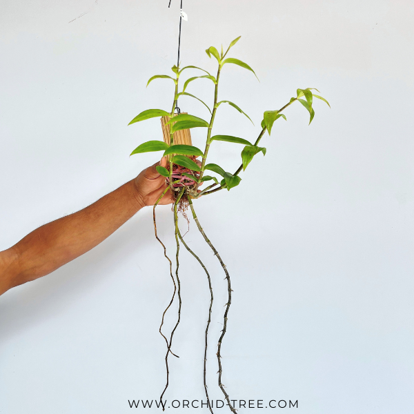 Dendrobium pierardii sp. Orchid Plant - BS