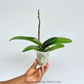 Phalaenopsis Lianher Rolex Orchid Plant - FF