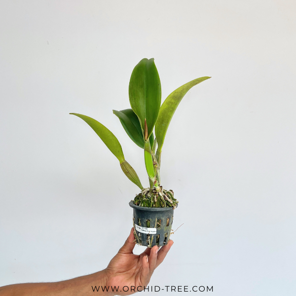 Cattleya Phet Phaithoon Orchid Plant - BS