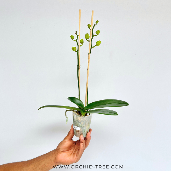 Phalaenopsis King Car Purple Queen Orchid Plant - FF