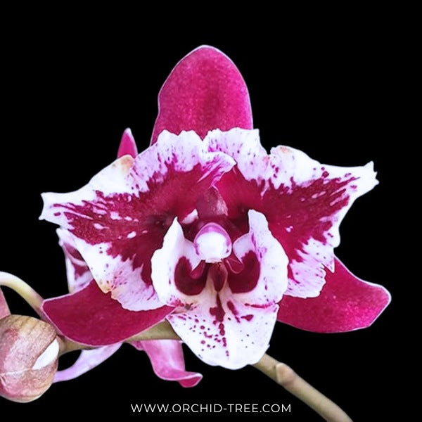 Phalaenopsis SKB Black Lace Orchid Plant - BS - Buy Orchids Plants Online by Orchid-Tree.com