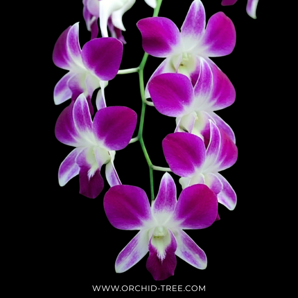 Dendrobium Earsakul Orchid Plant - FF - Buy Orchids Plants Online by Orchid-Tree.com
